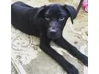 Adopt Nala a Black Labrador Retriever  Boxer  Mixed dog in Roche