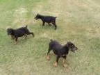 Doberman Pinscher Puppies for Sale