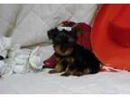 Admirable Yorkie Terrier Puppies Available Now