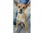 Adopt Felix a Italian Greyhound Miniature Pinscher