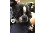 Adopt Twix a Boston Terrier
