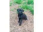 Adopt Trixie a Black - with White Boxer  Mixed dog in Woodstock 