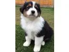 For Sale Australian Shepherd. Puppies