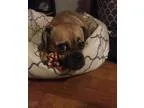 Adopt Mr. Doggie a Pug Beagle