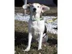 Adopt Cuddles a Beagle Husky
