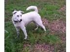 Adopt Betty a Border Collie Cattle Dog