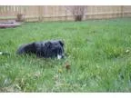 Adopt Corbin a Border Collie  Mixed dog in Tomah WI (15297625)
