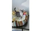 Adopt Grant a Tiger Striped Domestic Shorthair (short coat) cat 