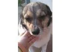 Adopt Daisy a Terrier Beagle