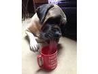 Adopt Chyna a Mastiff
