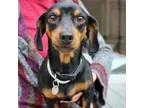 Adopt Clyde a Dachshund
