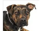 Adopt Skeigh a Boxer  Doberman Pinscher  Mixed dog in San Luis O