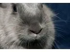 Adopt Bluebelle a Lionhead Chinchilla