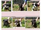 Adopt Boston Terrier Puppies (Smyrna NY) a Boston Terrier