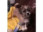 Adopt Tavi a GraySilverSalt and Pepper - with Black Terrier (Unk