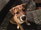 Adopt Nero a Pit Bull Terrier Boxer