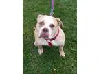 Adopt Clarabelle a Bull Terrier