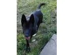 Adopt Sarah a German Shepherd Dog