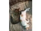Adopt Callie and Nala a Calico  Mixed cat in St. Cloud FL (15204