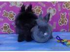 Adopt Lotus and Orlando a Bunny Rabbit