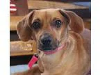Adopt Pepper - FOSTER a Cocker Spaniel Spaniel