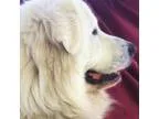 AKC Starky-GA- We offer delivery