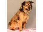 Adopt Barney a Spaniel Australian Cattle Dog (Blue Heeler)