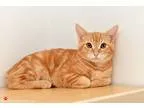 Adopt Morris (pending) a Domestic Shorthair cat in San Francisco