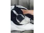 Adopt Rio a Black - with White Boston Terrier  Mixed dog in Irvi