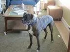 Adopt Bosco a Boxer
