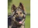 Adopt Elsa a German Shepherd Dog