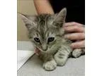 Adopt Orlando a Domestic Short Hair