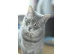 Adopt Winter Willow a Gray Blue or Silver Tabby Domestic Shortha