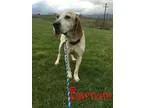 Adopt Barnum a Hound (Unknown Type)  Mixed dog in Kingwood WV (1