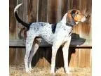 Adopt Walker a English Coonhound