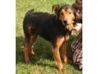 Adopt Sam -N a Australian Shepherd Shetland Sheepdog Sheltie