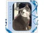 Adopt EMILIE a Domestic Short Hair - gray and white