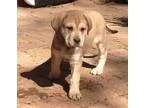 Adopt Missy - in Maine a Labrador Retriever