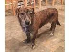 Adopt Ms. Fox a Shepherd (Unknown Type)  Mixed dog in Albuquerqu
