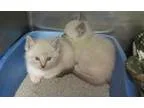 Adopt Orlando Bloom a Snowshoe Siamese