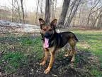 Adopt cooper a German Shepherd Dog