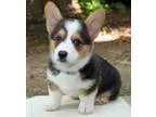 FinePembroke corgi welsh puppies ready