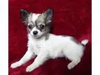 Born on the 17th of January I have two beautiful Kennel