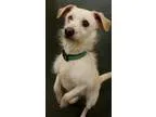 Adopt Henry a Wirehaired Terrier Dachshund