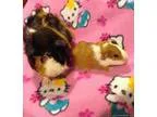 Guinea Pigs