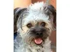 Adopt WYATT (video) a Poodle Papillon