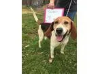 Adopt Barker a Treeing Walker Coonhound  Mixed dog in Kingwood W