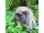 Adopt Monroe a Tortoise American Fuzzy Lop  Mixed (long coat) ra