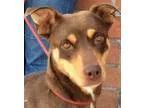 Adopt COURTNEY (video) a Doberman Pinscher