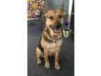 Adopt Lady a German Shepherd Dog